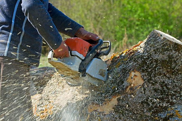 Why Choose Our Tree Removal Services in Brighton, CO?